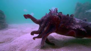 Cuttlefish eats fish alive [upl. by Butterfield]