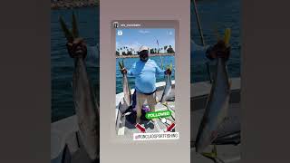 Excellent yellowtail fishing with TJ from double tap fishing [upl. by Phail112]