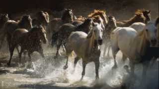 We are free  Hans zimmer  music FOR HORSES AND NATURE LOVERS [upl. by Naasah561]