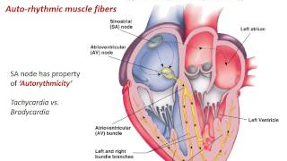 Heart Physiology [upl. by Vedi]