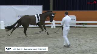 Nice Guy ES Quantensprung x Stedingerstallion 2018 [upl. by Remlap]