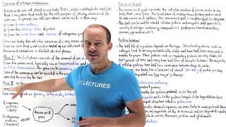 Introduction to nitrogen metabolism [upl. by Hobbie]