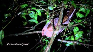 Oilbird Guácharo Steatornis caripensis Biofotos [upl. by Pietrek]