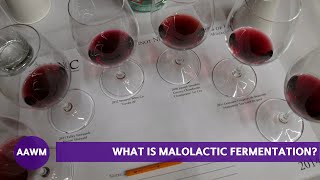 What is Malolactic Fermentation Winemaker Fred Scherrer Explains [upl. by Haleemaj91]