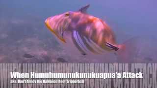 When Humuhumunukunukuapuaa Attack Dont Annoy the Hawaiian Reef Triggerfish [upl. by Bree]