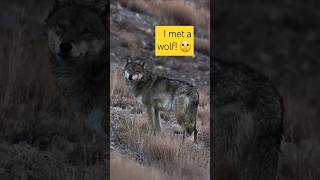 The day I met a himalayan wolf alone in high mountains himalayas 🐺 [upl. by Flor]