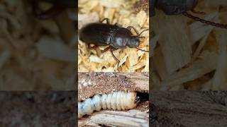 Are you dealing with WoodBoring Beetles Signs of Woodworms  DoMyOwncom woodboringbeetle [upl. by Adnical]