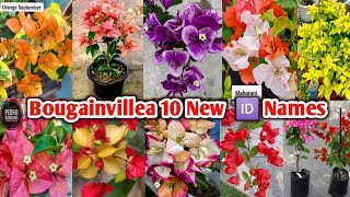 Bougainvillea 🆔 10 new varieties Wholesale Nursery Muchisha [upl. by Noitsuj]