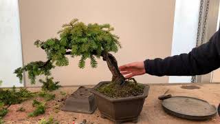 Shaping a Yew Bonsai [upl. by Airogerg]