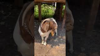 Bour Goat Full blood boer kids available 0762778990 Location negombo [upl. by Nomael]