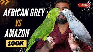 African Grey Vs Amazon Parrot  Best Talking Parrot  Best Parrot for Beginners  ShaikhTanveer [upl. by Yojal234]