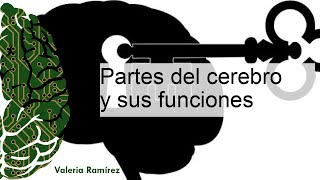 PARTES del CEREBRO y sus Funciones  ¡con fotos [upl. by Carmella282]