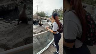 Feeding Sealions at SeaWorld seaworldorlando fun seaworld [upl. by Mecke]