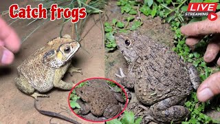 🐸🤏Boing boing catching froggy funny  catch frogs make you laugh  catch frogs for fun part0005 [upl. by Broddy]