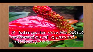 2 Miracle ගැන ඔබ මෙ දෙවල් දන්නවද Anturium wagawa sinhala mihikatha Anthurium [upl. by Kerekes567]