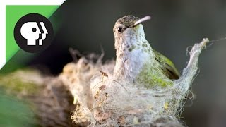 Hummingbird Builds Tiny Nest [upl. by Lesya]