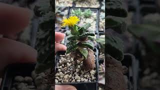 Faucaria flower 🌼 [upl. by Brigg]