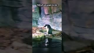 Penguins Proposal at the Zoo [upl. by Ailadgim]