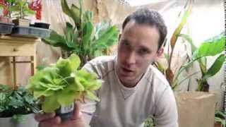 Propagating Pinguicula moranensis  Mexican Butterwort [upl. by Elijah]