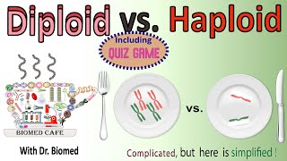 Diploid vs Haploid [upl. by Mirella]