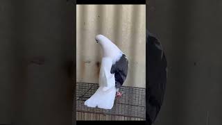 Very nice kabutar brid🕊️ kabootar kabootarbazi pigeon kabutarlover kabutar [upl. by Melburn993]