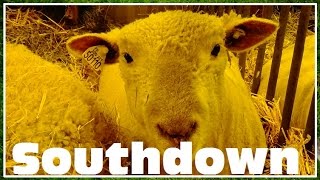 Southdown Mouton  Ovis aries  Bovidae  Salon de lagriculture 2016  17032016 [upl. by Roel]