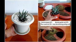 How to repot Zebra plant Haworthia [upl. by Kam]