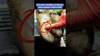 PULLING CHUNKS of METAL from multiple COW’S FEET fyp viral cow hoof hoofcare hoofpicking [upl. by Gretna50]