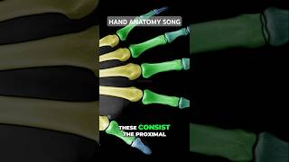 Hand Anatomy Song hand fingers anatomy viralshorts [upl. by Leen635]