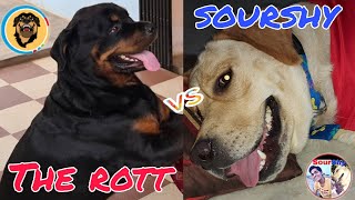 The Rott vs SourShy 🤣  Who is the best trained dog   Funny dog compare Ever SourShy [upl. by Happy853]