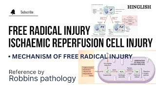 Ischaemic Reperfusion cell Injury  Free Radicals Mediated Cell Injury  Pathology  KTC MBBS [upl. by Ahsiemak399]