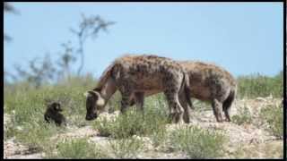 Spotted Hyena Crocuta crocuta Greeting Ceremony [upl. by Morgan]