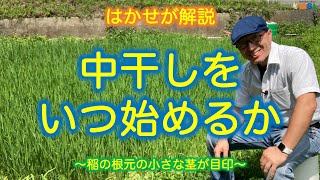 はかせが解説【中干しをいつ始めるか】〜稲の根元の小さな茎が目印〜 [upl. by Hannahc71]