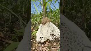 Mushroommushroomlovers garden farming [upl. by Frederich]