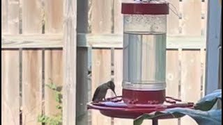 Hummingbird in Texas [upl. by Edward]