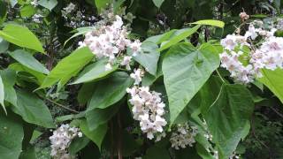 Capital Naturalist Catalpa Tree [upl. by Anelad13]