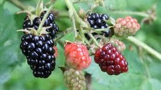 THORNLESS PRIMACANE BLACKBERRIES [upl. by Eidod]