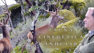 Fauna cinegética en la Sierra de Andújar Jaén [upl. by Nefets]