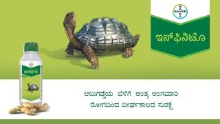 Infinito for Late Blight disease management  Kannada ಕನ್ನಡ [upl. by Annehcu]