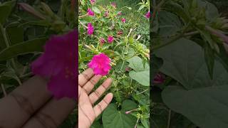 Mirabilis jalapa  4 oclock  pink flower  fragrant flowers [upl. by Ariayek50]