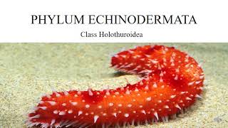 Phylum Echinodermata Class Holothuroidea [upl. by Barrett947]