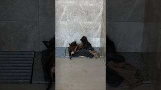 Berlandas puppies are playing  dog shelter [upl. by Annel]