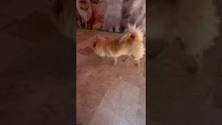 Spitz dogs asadbrohi puppy germanshepred cuteanimal dogs cute cutepuppy pets [upl. by Attekahs]