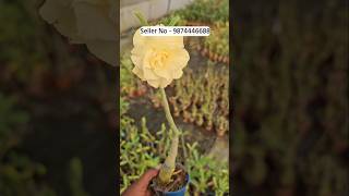 Adenium flower plant beautiful blooming colours [upl. by Collyer]