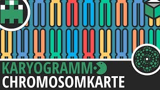 Chromosomenkarte Karyogramm einfach erklärt│Biologie Lernvideo Learning Level Up [upl. by Llerdna]