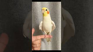 Best cocktail parrot singing song new cocktail birds viralsound singing viralvideo youtube [upl. by Helaine]