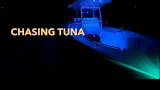 CHASING TUNA IN MAINE [upl. by Seyer50]