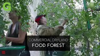 Commercial Dryland Food Forest [upl. by Laikeze]