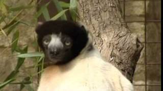 Crowned Sifaka at Cotswold Wildlife Park [upl. by Graaf]