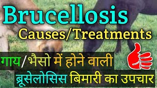 ब्रूसेलोसिस  BrucellosisContagious Abortion disease treatment  ब्रूसेलोसिस बिमारी के उपचार [upl. by Quiteri]